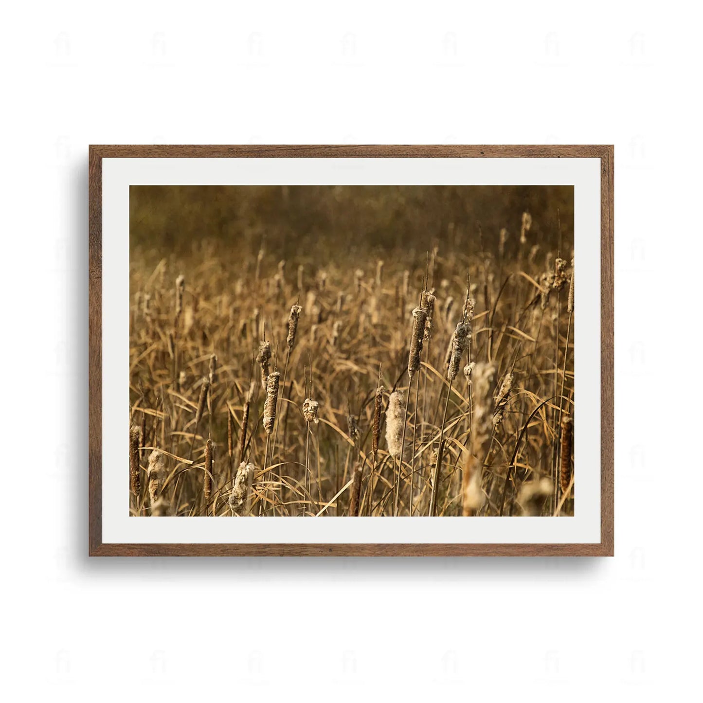 Zbliżenie na pole pałek wodnych (trzcin) w ciepłych, złotych i brązowych kolorach w promieniach słońca.